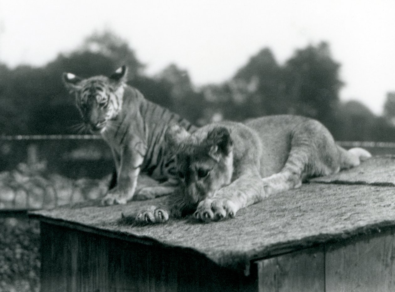 Un león y un cachorro de tigre sentados juntos en el techo de su guarida, Zoológico de Londres, septiembre de 1925 de Frederick William Bond