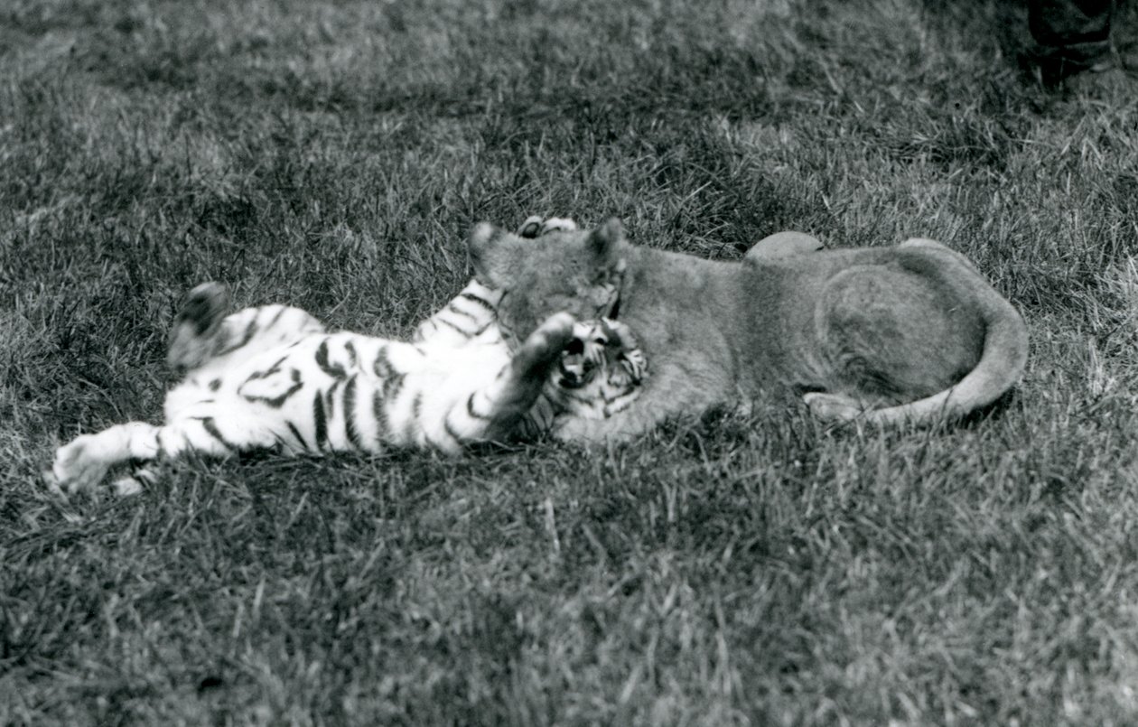 Un cachorro de león y un cachorro de tigre luchan en el césped, Zoológico de Londres, septiembre de 1925 de Frederick William Bond