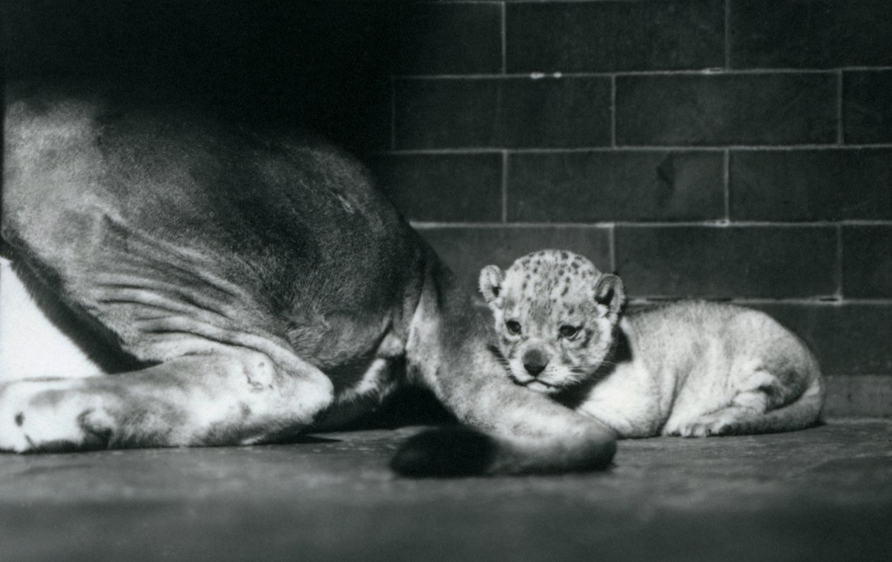 Un cachorro de león acostado detrás de la cola de su madre, Zoológico de Londres, octubre de 1925 de Frederick William Bond
