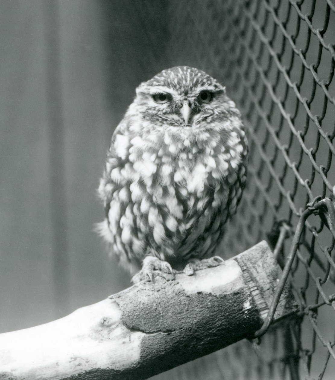 Un pequeño búho sentado en una rama junto a la malla de su recinto, Zoológico de Londres, noviembre de 1925 de Frederick William Bond