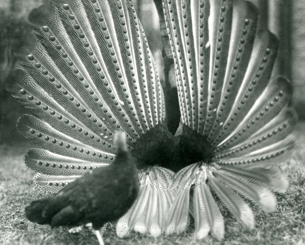 Exhibición de cortejo del faisán Argus macho, con una hembra a su lado, Zoológico de Londres, enero 1926 de Frederick William Bond