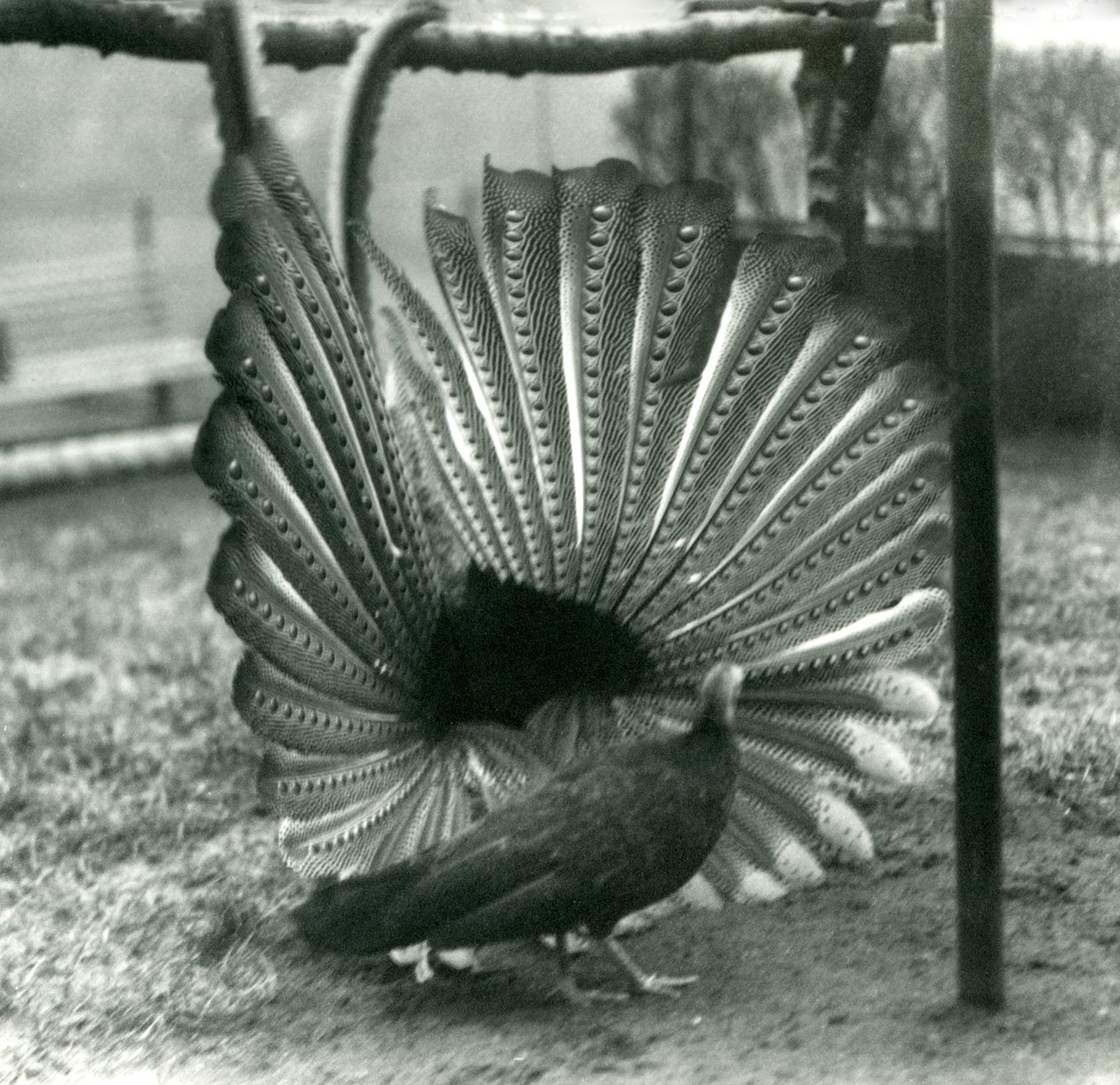 Exhibición de cortejo del faisán Argus macho, con una hembra a su lado, Zoológico de Londres, enero 1926 de Frederick William Bond