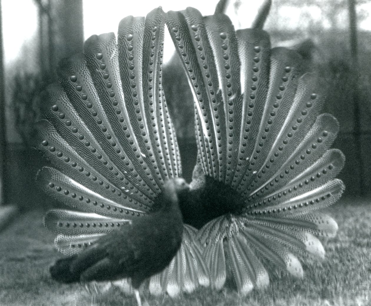 Exhibición de cortejo del faisán Argus macho, con una hembra a su lado, Zoológico de Londres, enero 1926 de Frederick William Bond
