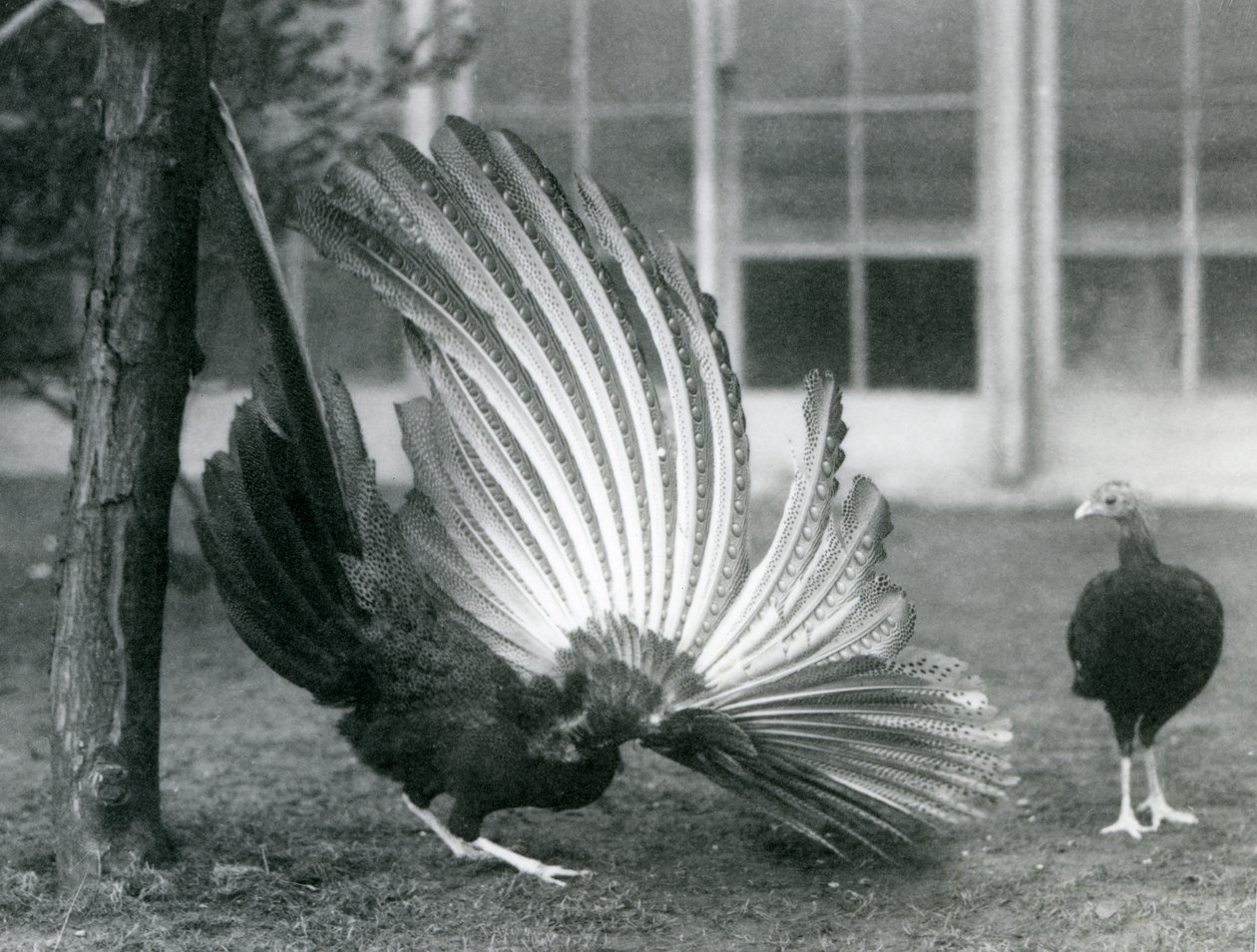 Un faisán Argus macho, o Gran Argus, mostrando sus plumas de ala y cola, mientras una hembra está frente a él, zoológico de Londres, enero de 1926 de Frederick William Bond