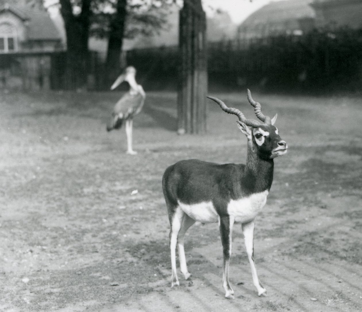 Un Blackbuck macho o Antílope Indio en un corral en el Zoológico de Londres, octubre de 1926 de Frederick William Bond