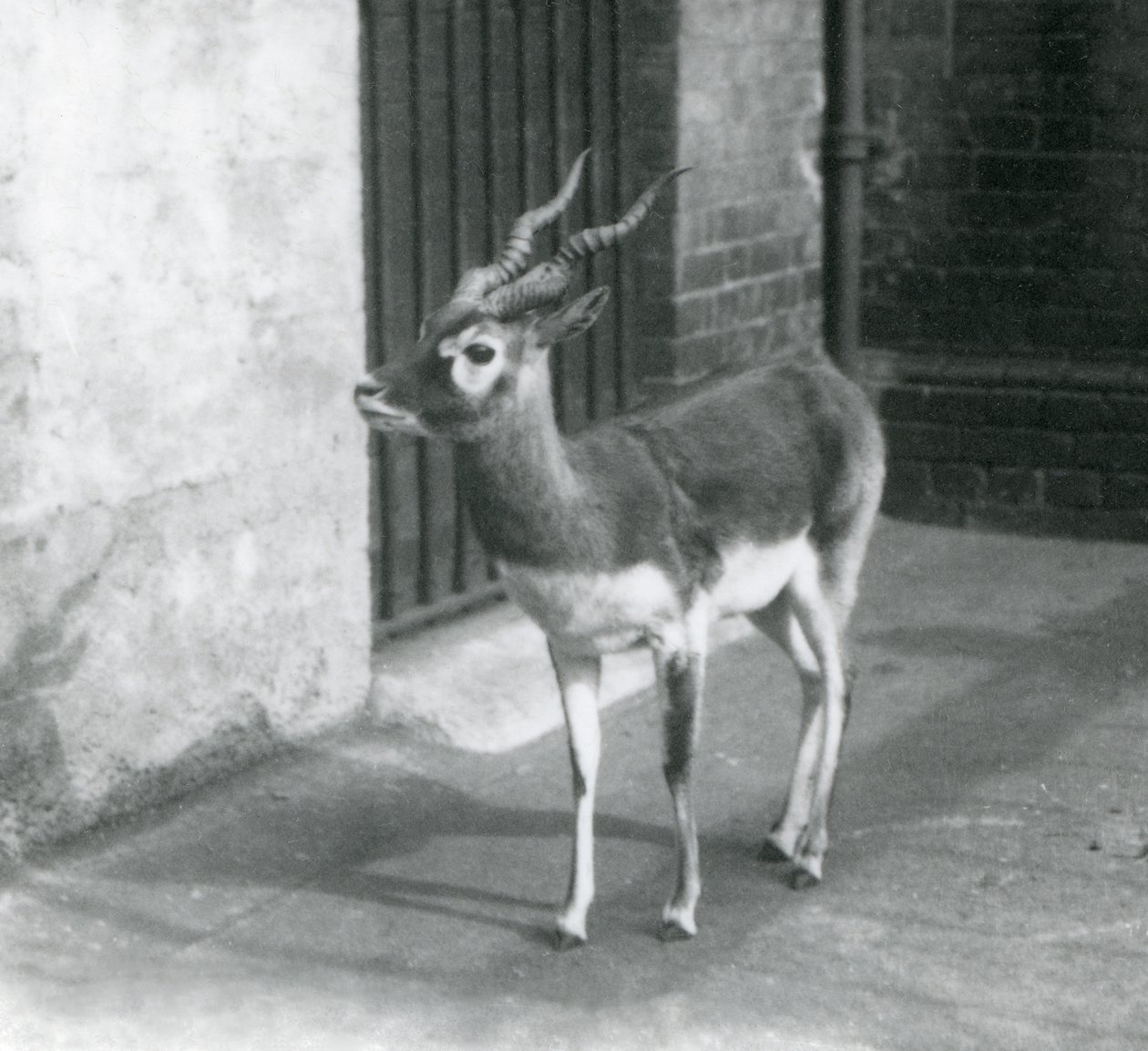 Un macho de antílope negro de pie en su recinto en el Zoológico de Londres en junio de 1925 de Frederick William Bond