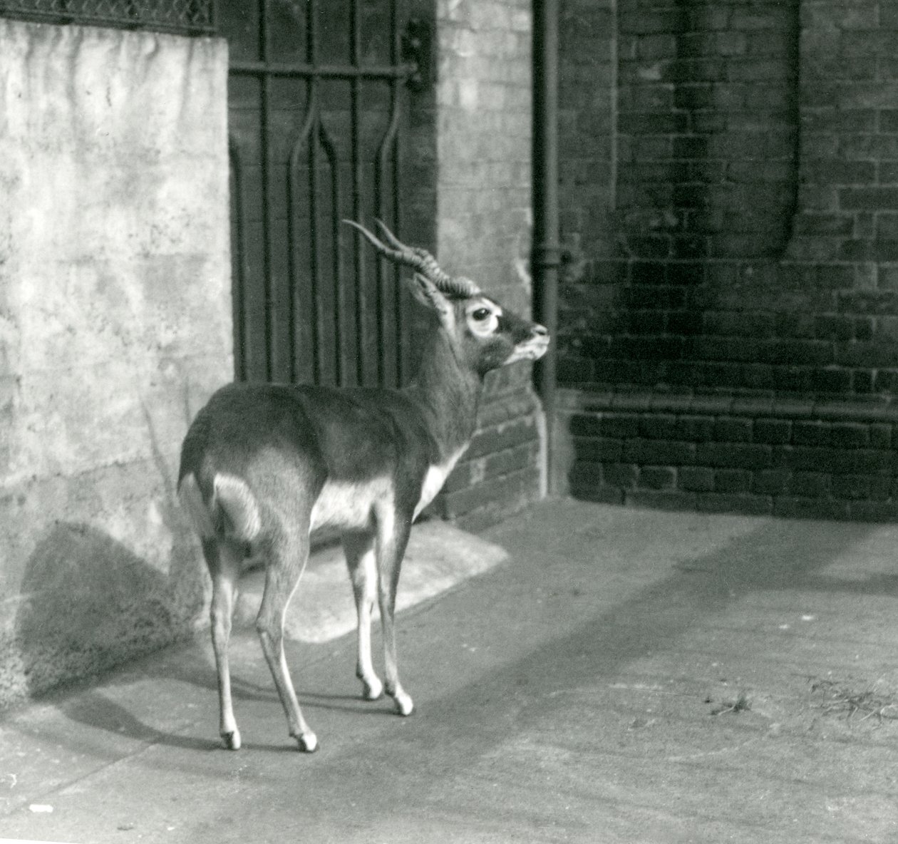 Un macho de antílope negro de pie en su recinto en el Zoológico de Londres en junio de 1925 de Frederick William Bond