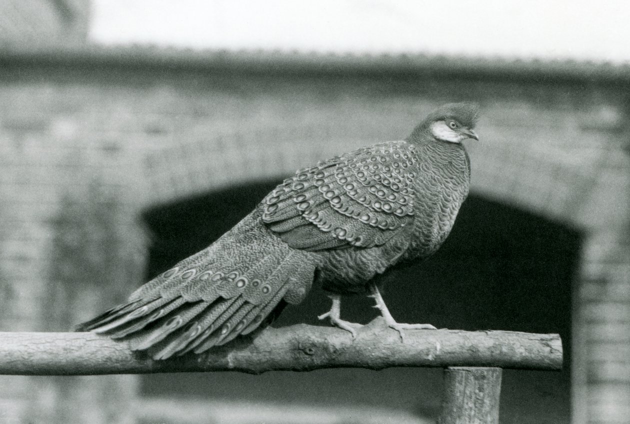 Un faisán pavo real gris macho en su percha en el Zoológico de Londres en 1931 de Frederick William Bond