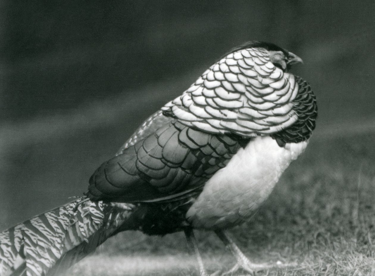 Un Faisán de Lady Amherst macho, de pie en el césped, Zoológico de Londres de Frederick William Bond