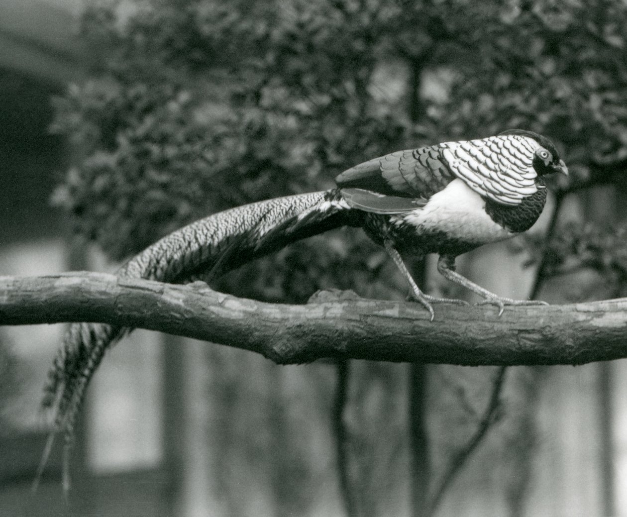 Un Faisán de Lady Amherst macho, caminando a lo largo de una rama horizontal, en el Zoológico de Londres en 1926 de Frederick William Bond