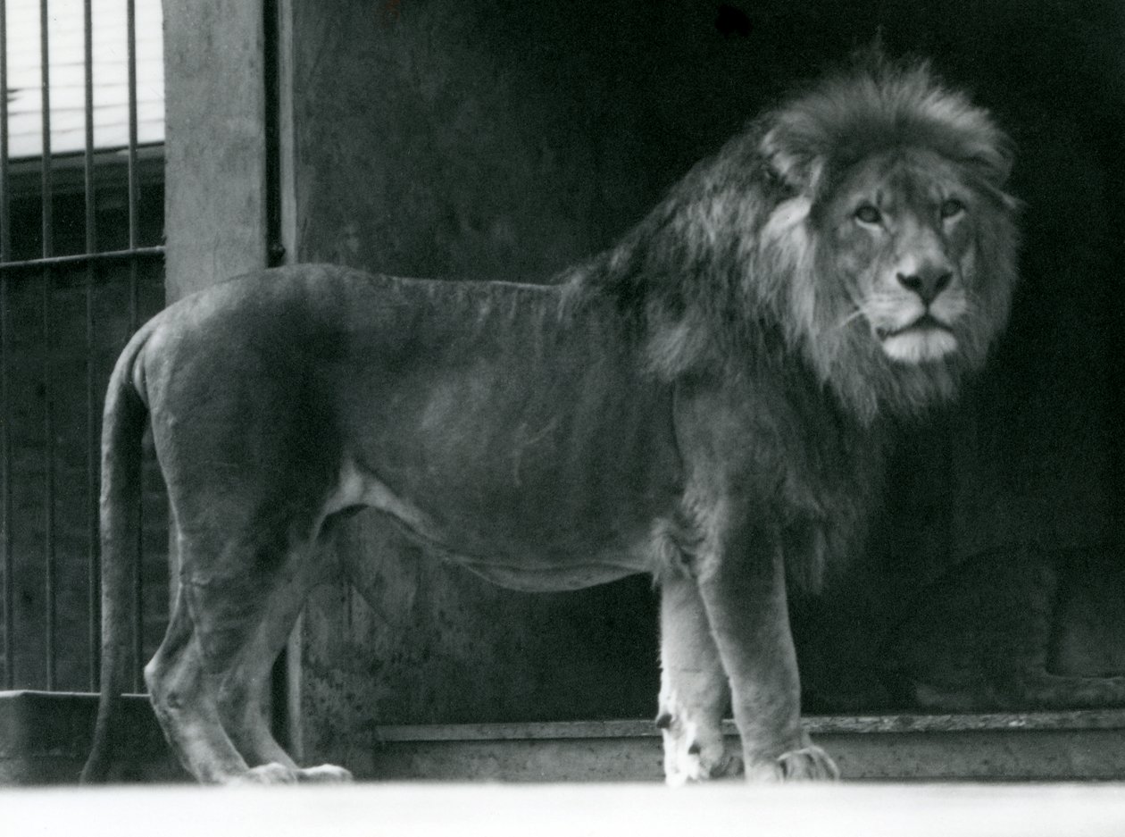 León macho en el Zoológico de Londres, junio de 1924 de Frederick William Bond