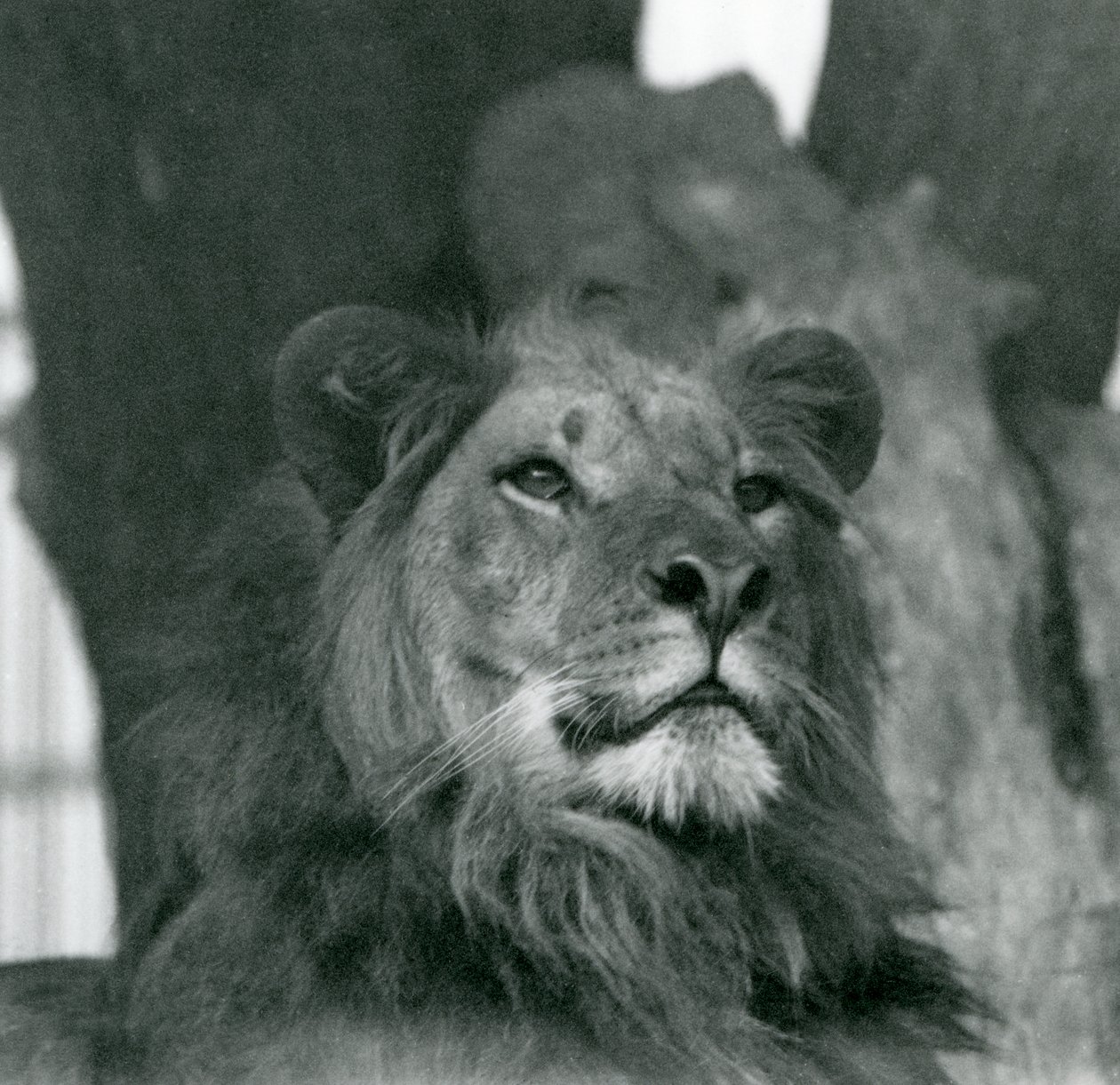 Un león macho en el zoológico de Londres en 1929 de Frederick William Bond