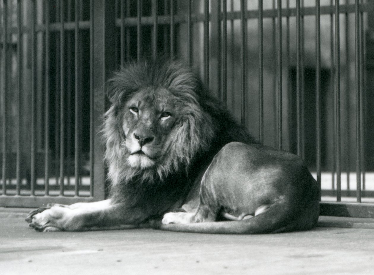 Un león macho recostado contra las barras de su recinto, Zoológico de Londres, septiembre de 1927 de Frederick William Bond