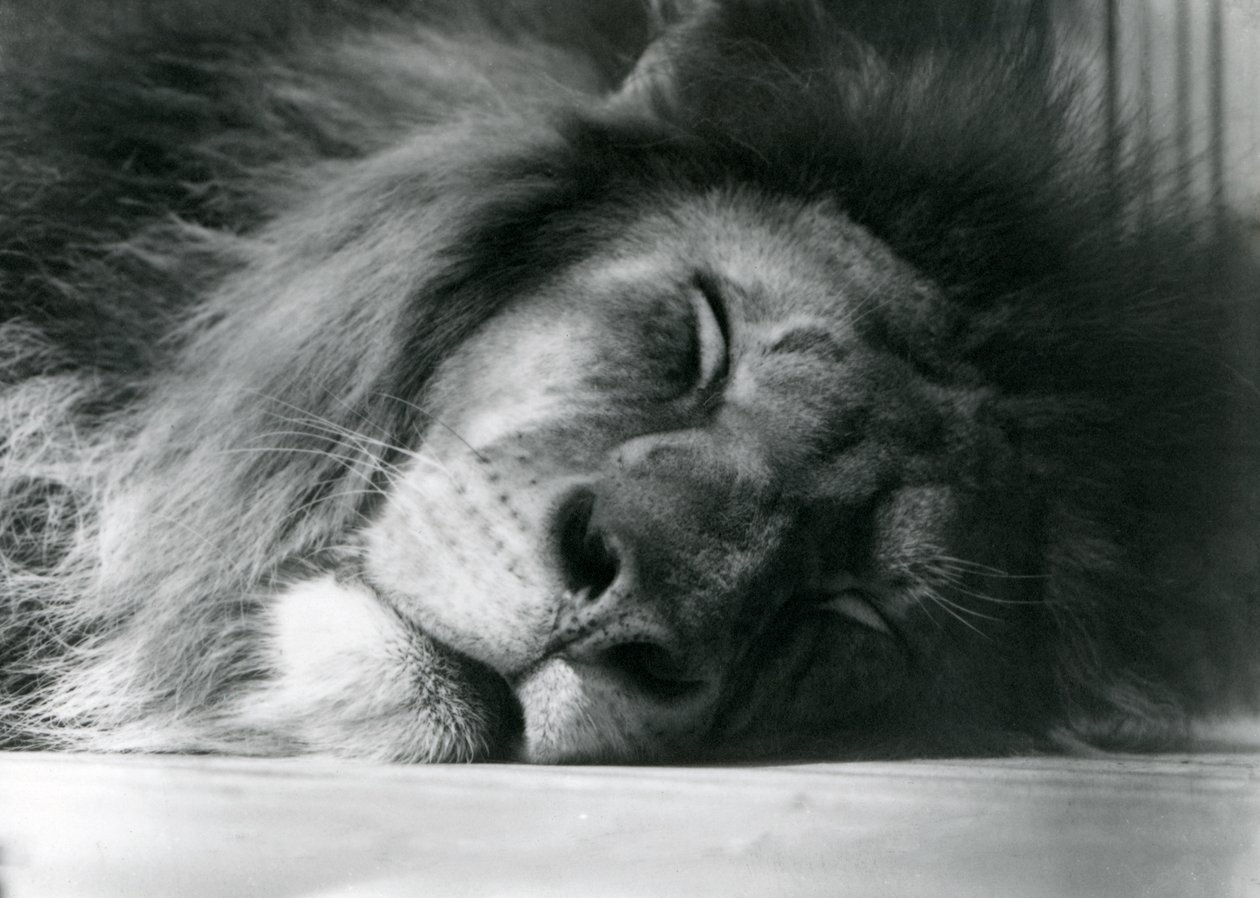 Un león macho durmiendo en su recinto en el zoológico de Londres en 1924 de Frederick William Bond