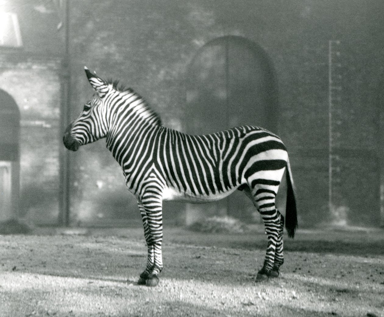 Una cebra de montaña macho x cebra de montaña de Hartmann de pie en su corral en el Zoológico de Londres en septiembre de 1927 de Frederick William Bond
