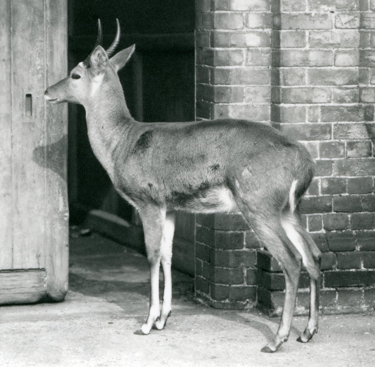 Un macho de reedbuck común del sur o reitbok de pie junto a la puerta de la casa de los antílopes, Zoológico de Londres, 6 de octubre de 1927 de Frederick William Bond