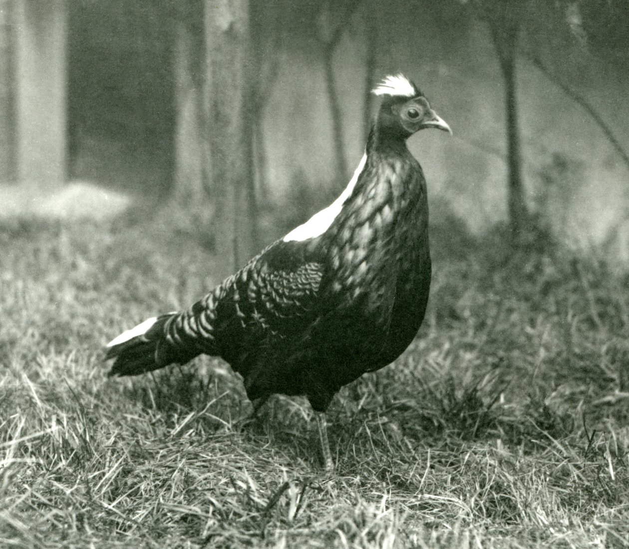 Faisán macho de Swinhoe en el Zoológico de Londres, septiembre de 1923 de Frederick William Bond