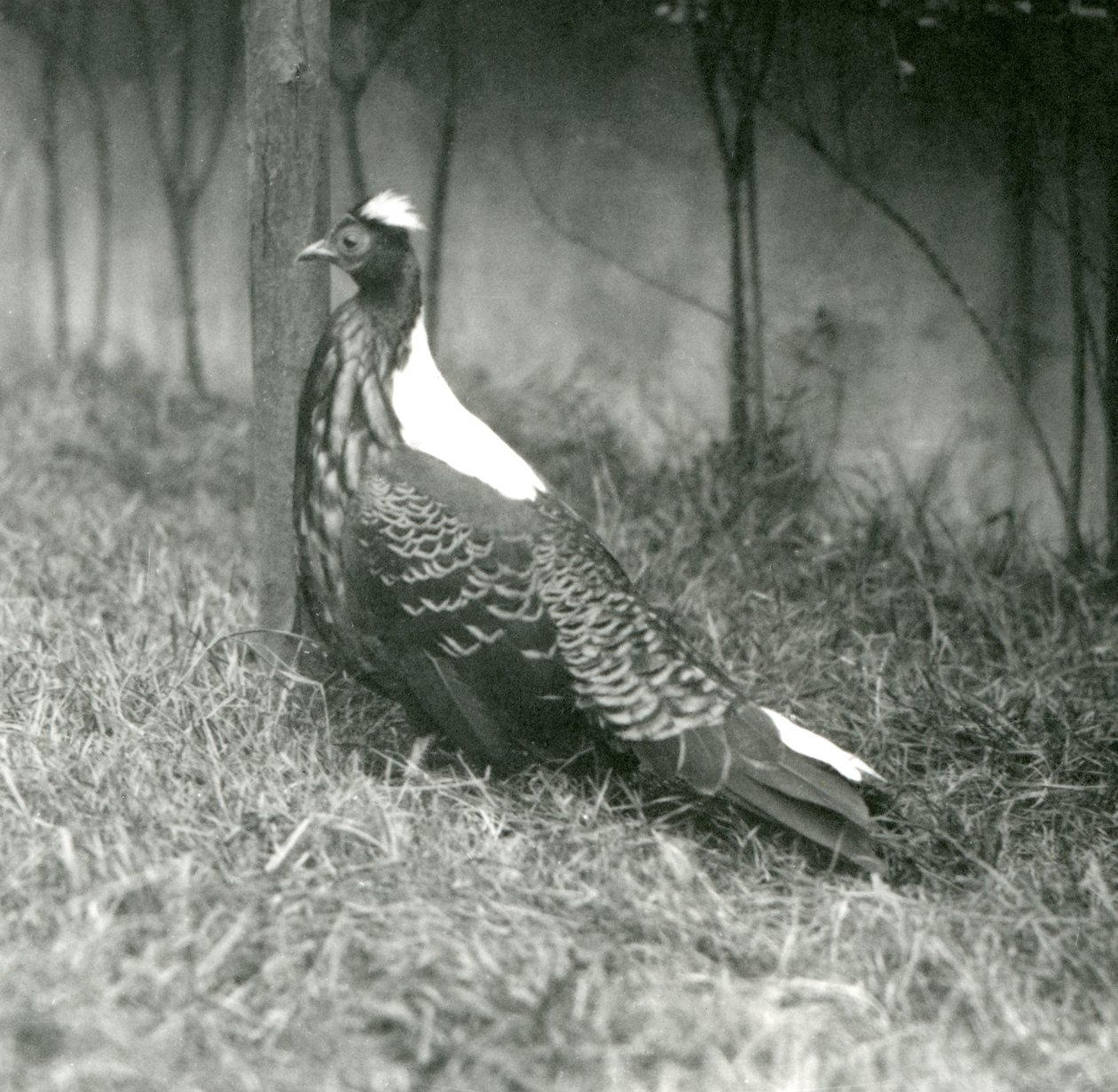Faisán macho de Swinhoe en el Zoológico de Londres, septiembre de 1923 de Frederick William Bond