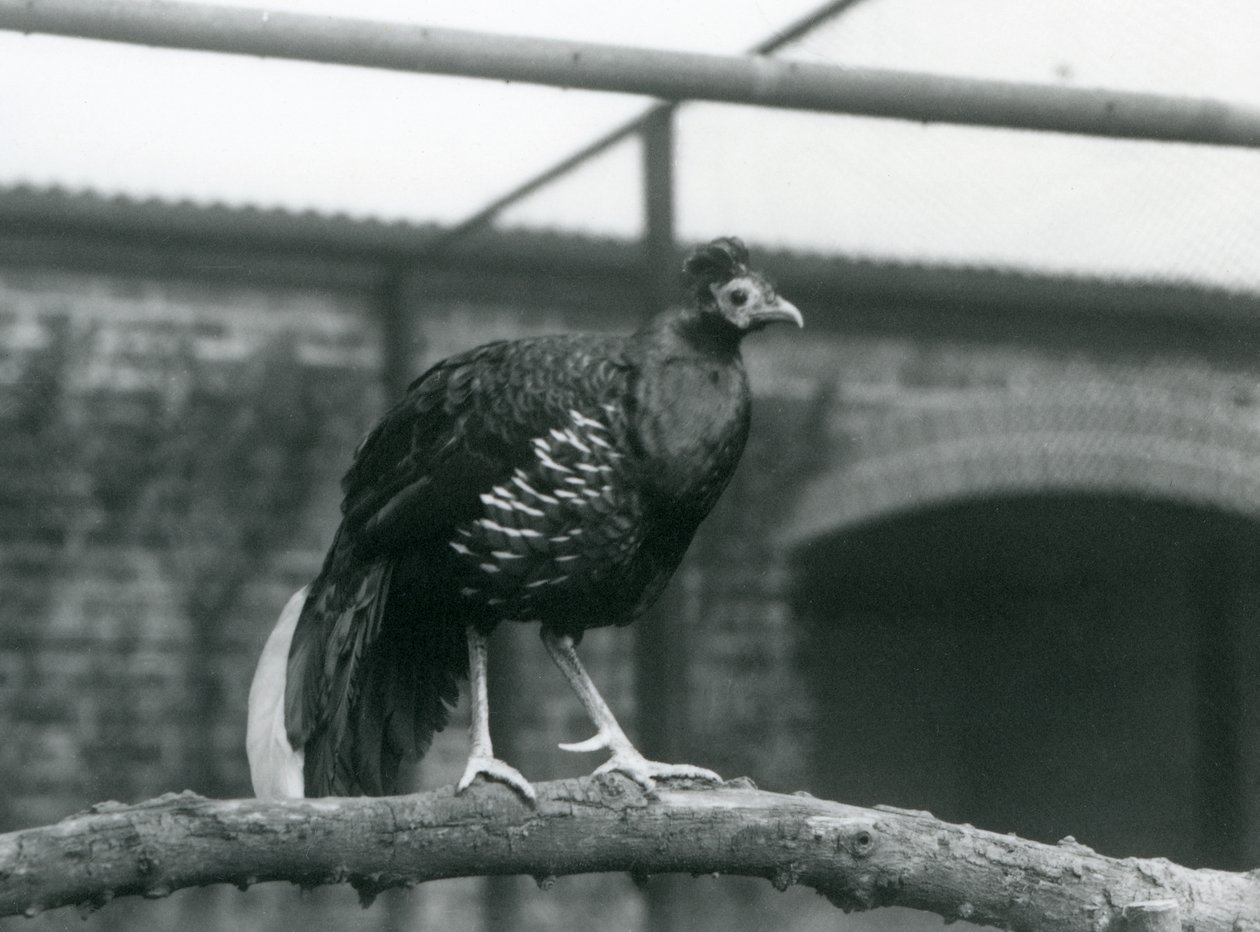 Un faisán macho de lomo de fuego de Veilot/Crested Fireback parado en una rama horizontal en el Zoológico de Londres en 1928 de Frederick William Bond