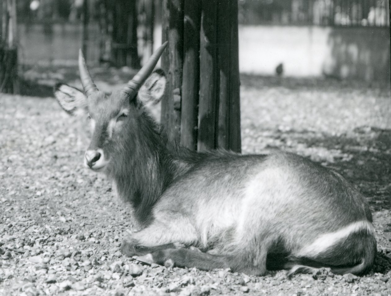 Un antílope acuático macho, Kobus ellipsiprymnus, sentado en su recinto en el Zoológico de Londres, años 1920 de Frederick William Bond