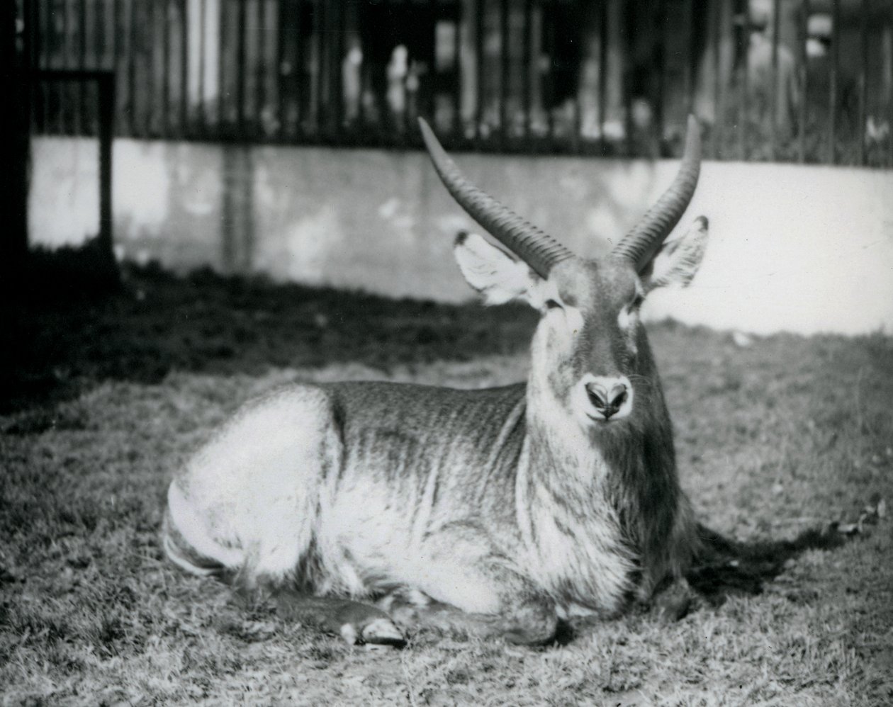 Un antílope acuático macho acostado en el césped en su paddock en el Zoológico de Londres en 1928 de Frederick William Bond