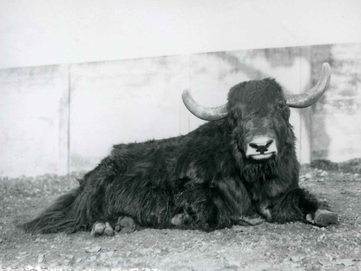 Un yak macho acostado en su recinto en el Zoológico de Londres en 1928 de Frederick William Bond
