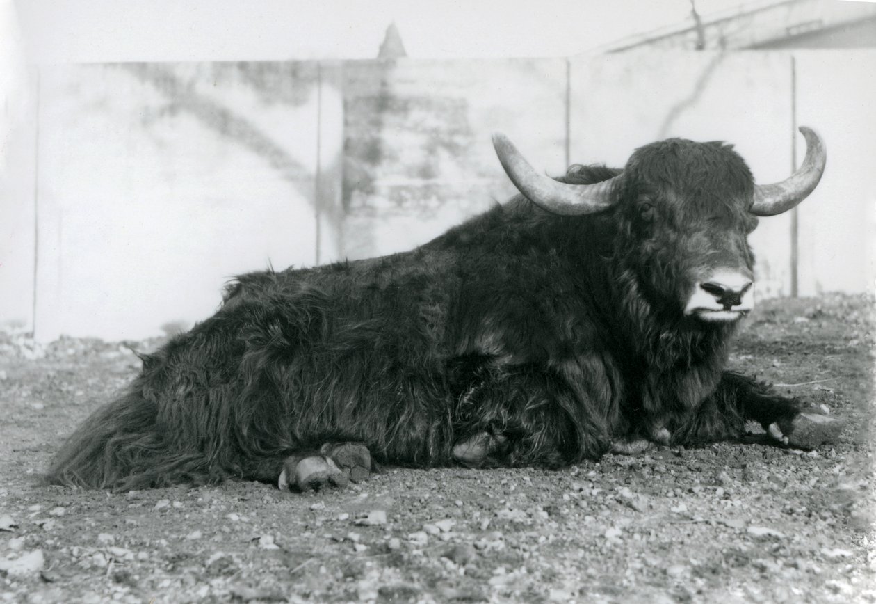 Un Yak macho acostado en su recinto en el Zoológico de Londres en agosto de 1928 de Frederick William Bond