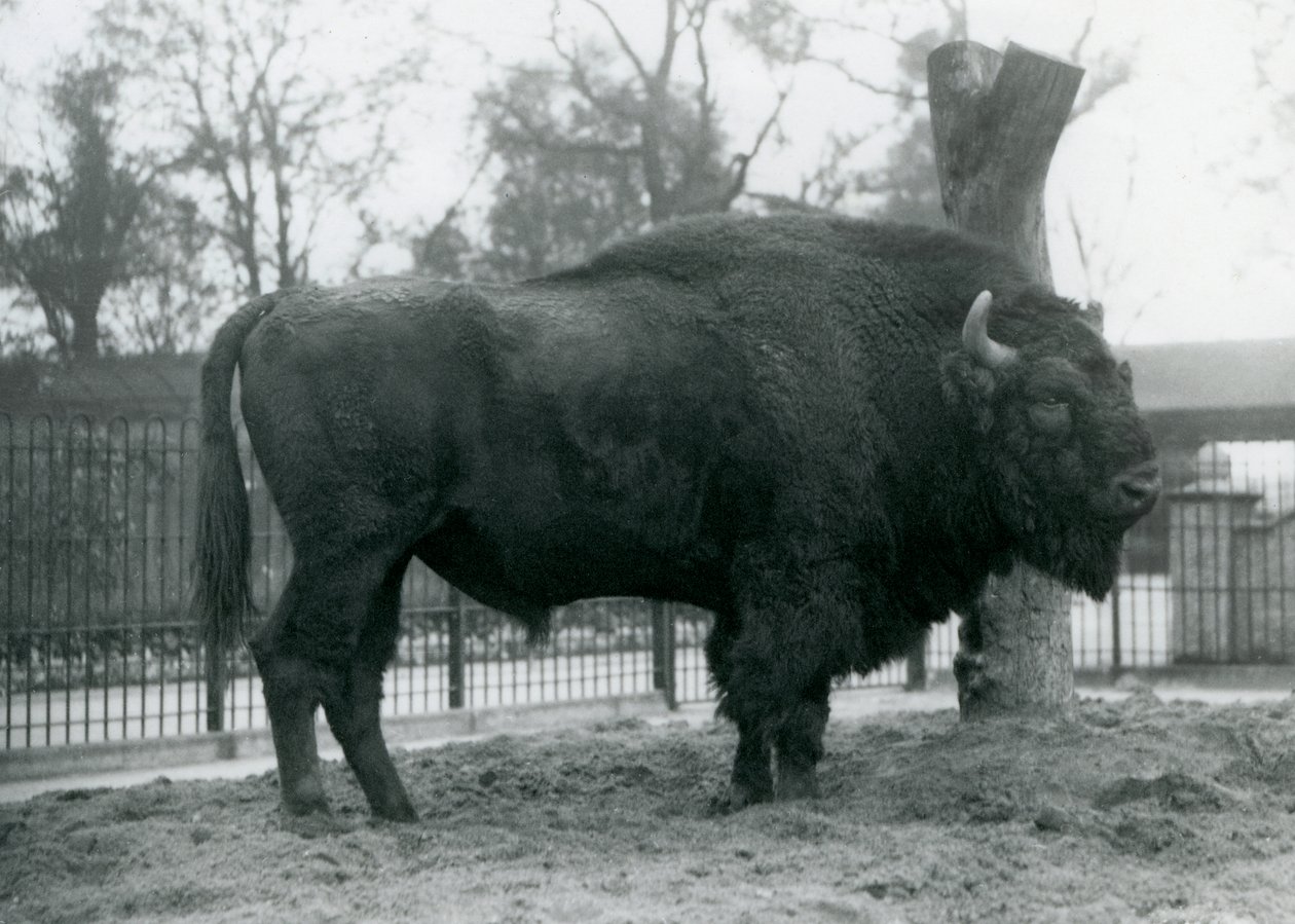 Un bisonte europeo macho en el pasto en su corral. Zoológico de Londres, octubre de 1927. Los bisontes europeos vulnerables también son conocidos como Wisent o Bisonte de Bosque Europeo. de Frederick William Bond