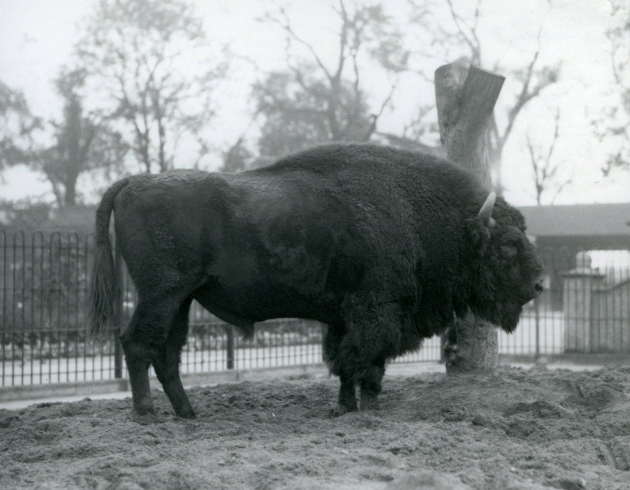 Un bisonte europeo macho en el pasto en su corral. Zoológico de Londres, octubre de 1927. Los bisontes europeos vulnerables también son conocidos como Wisent o Bisonte de Bosque Europeo. de Frederick William Bond
