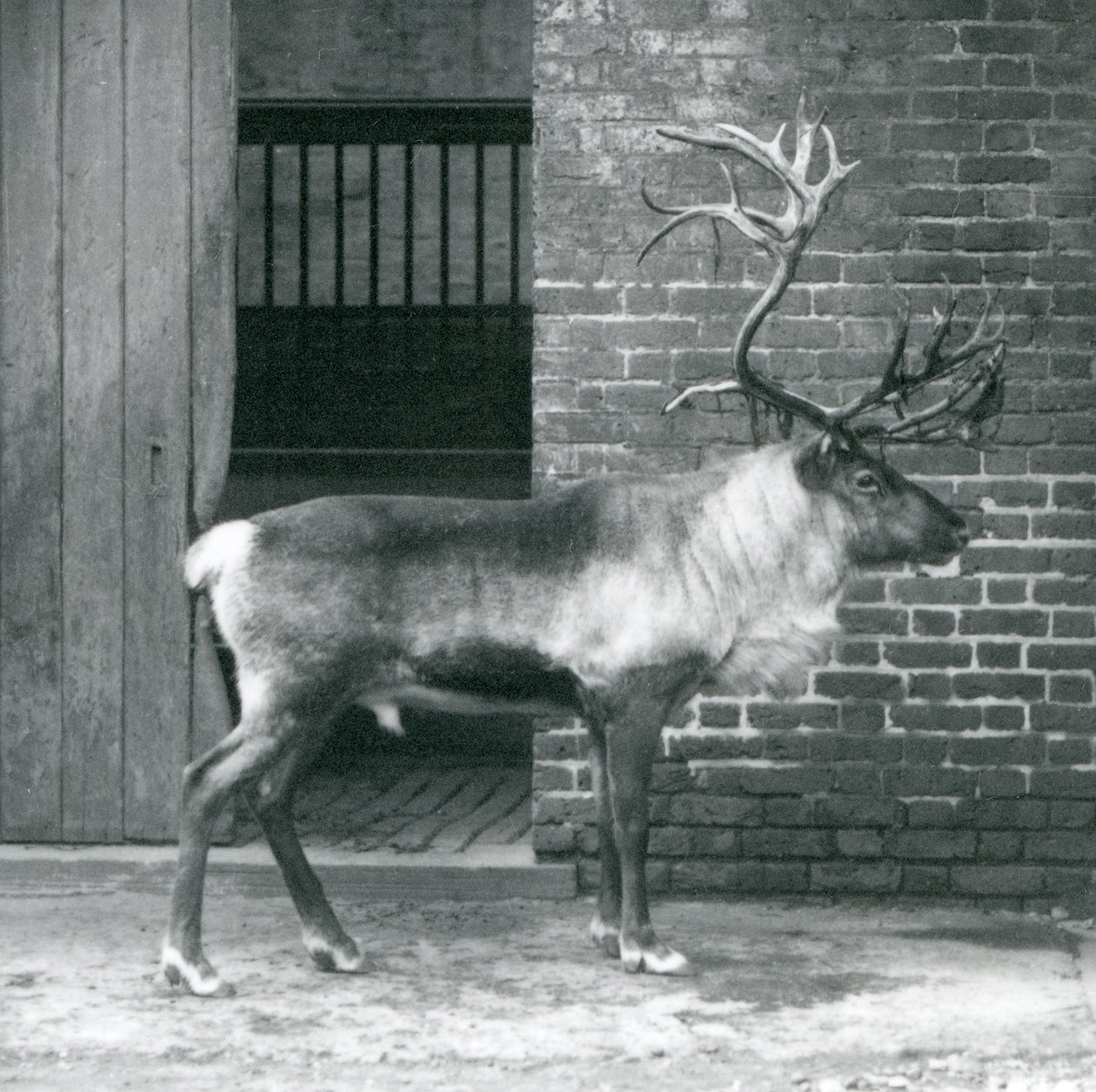 Un reno macho maduro de pie en su corral en el Zoológico de Londres en 1925 de Frederick William Bond