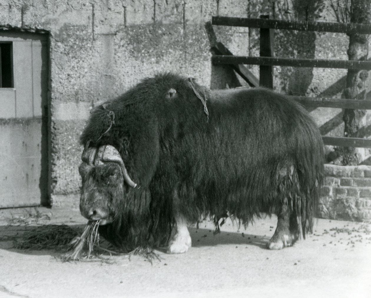 Un buey almizclero maduro, también escrito buey-almizclero, comiendo en su corral en el Zoológico de Londres en 1931 (foto en blanco y negro) de Frederick William Bond