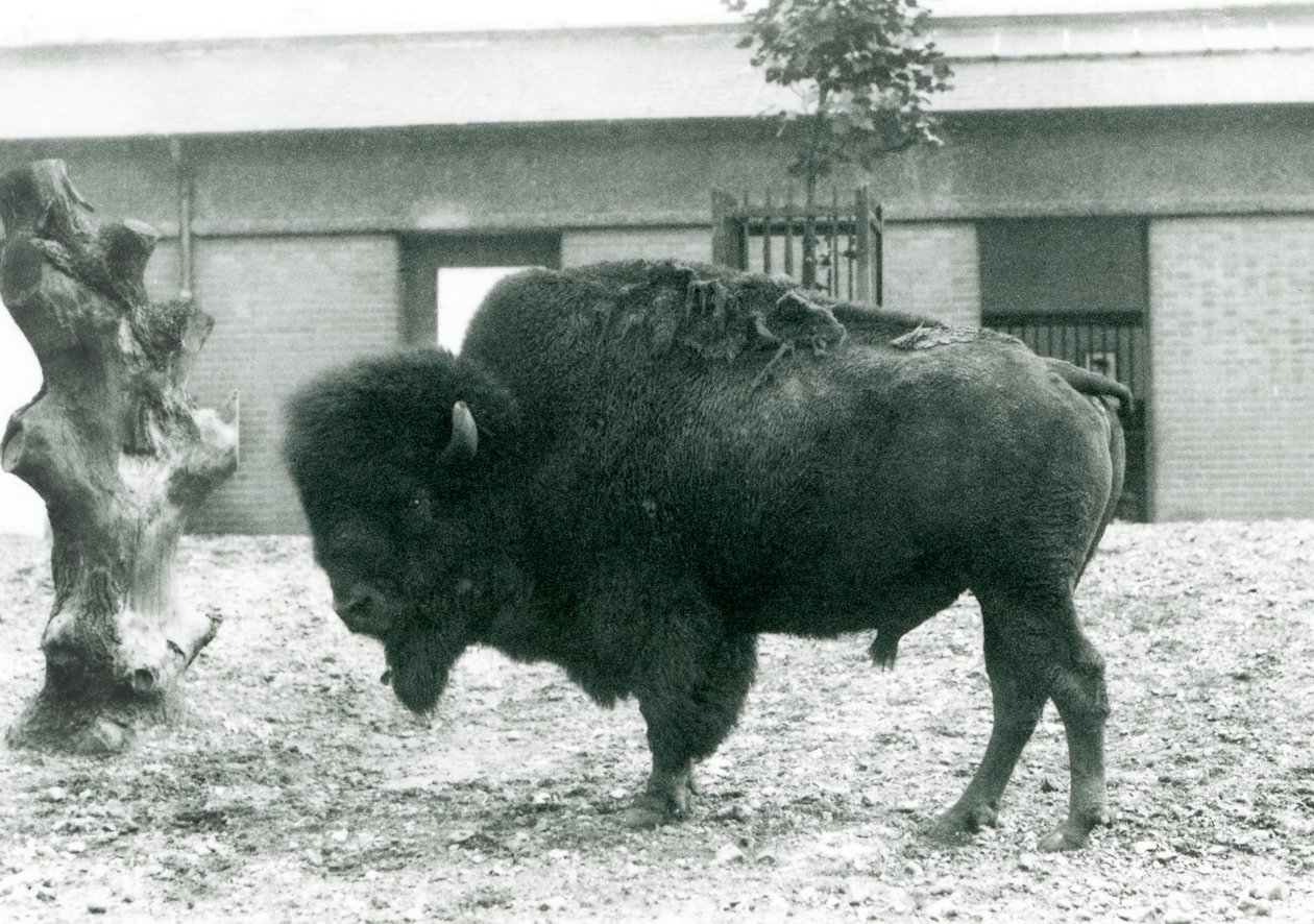Un Bisonte Americano en Peligro de pie en su corral, Zoológico de Londres, 1927 de Frederick William Bond