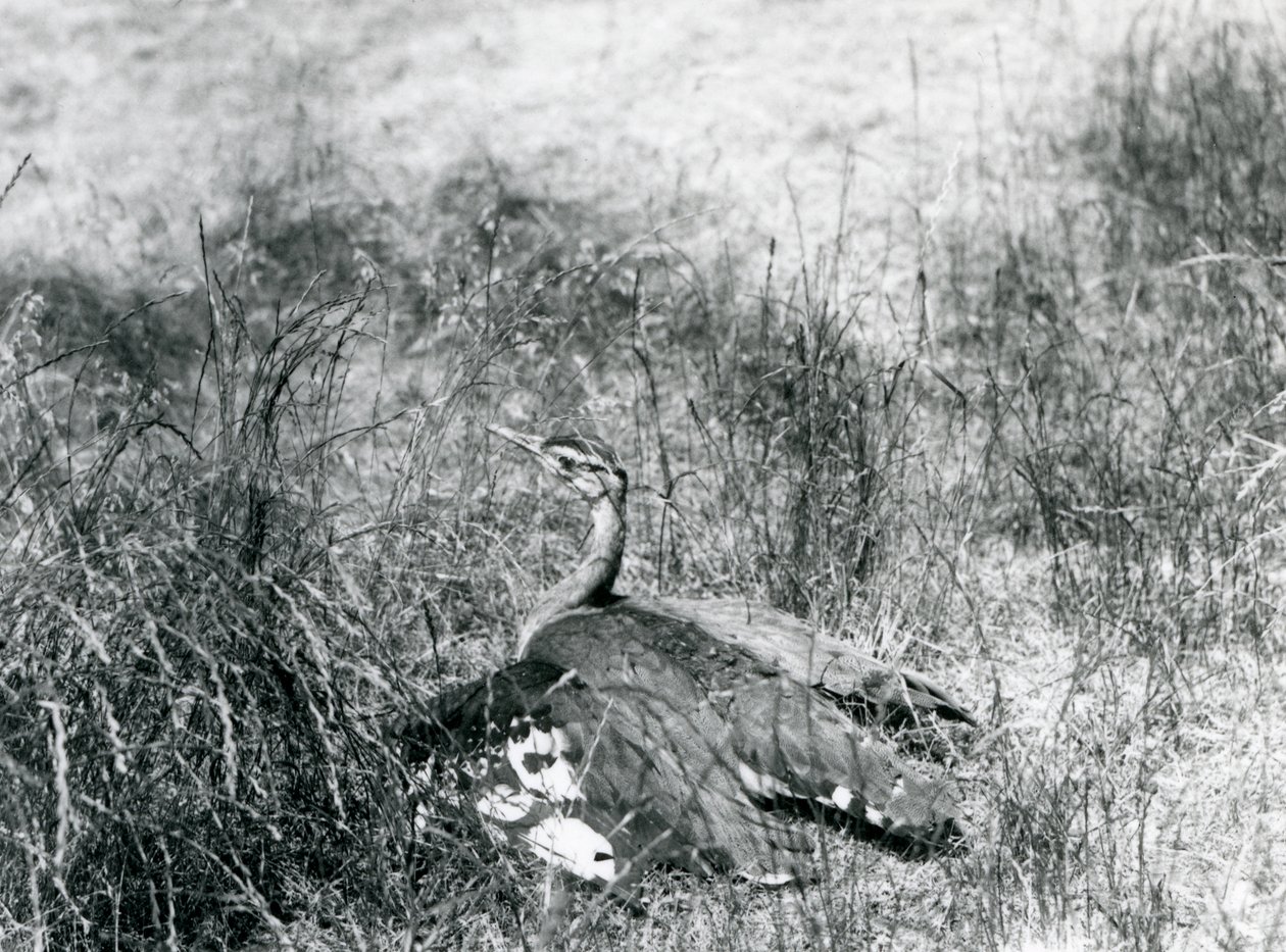 Una avutarda árabe casi amenazada extendiendo sus alas, cerca del suelo, entre un parche de hierba alta, Zoológico de Londres, julio de 1925 de Frederick William Bond