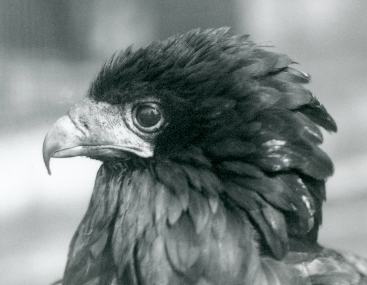 Un águila bateleur casi amenazada en el Zoológico de Londres, 1927 de Frederick William Bond