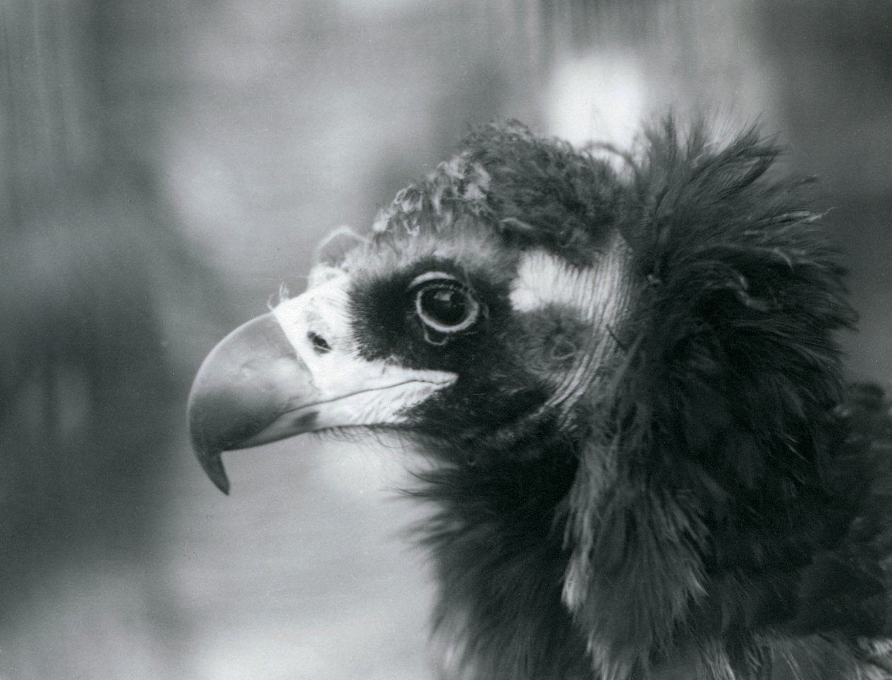Un buitre negro euroasiático casi amenazado en el Zoológico de Londres, 1927 de Frederick William Bond