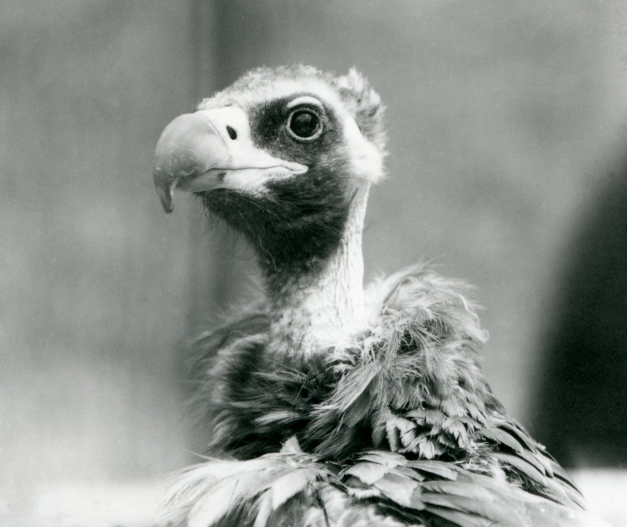 Un buitre negro euroasiático casi amenazado en el Zoológico de Londres, julio de 1926 de Frederick William Bond