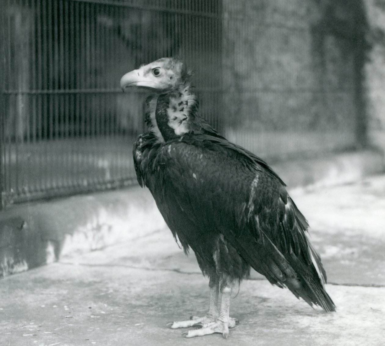 Un buitre negro euroasiático casi amenazado en el Zoológico de Londres, 1927 de Frederick William Bond