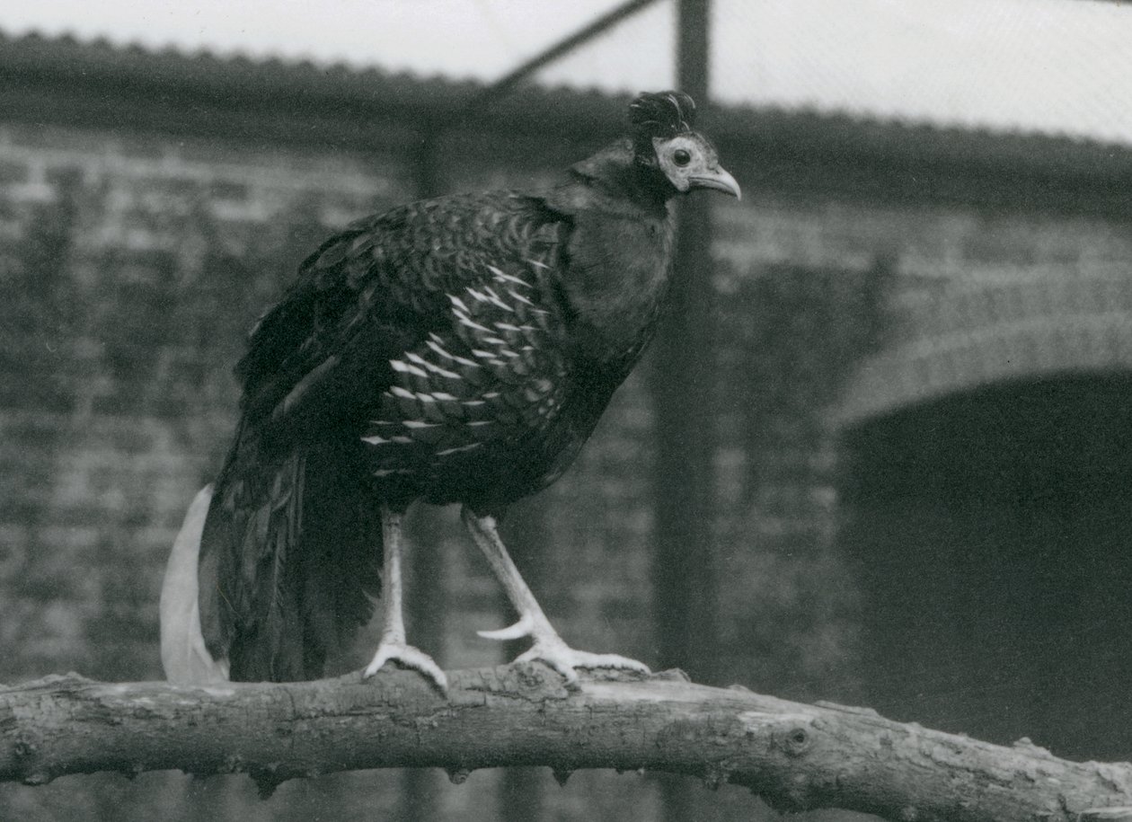 Un faisán crestado casi amenazado en una rama en el Zoológico de Londres, 1927 de Frederick William Bond