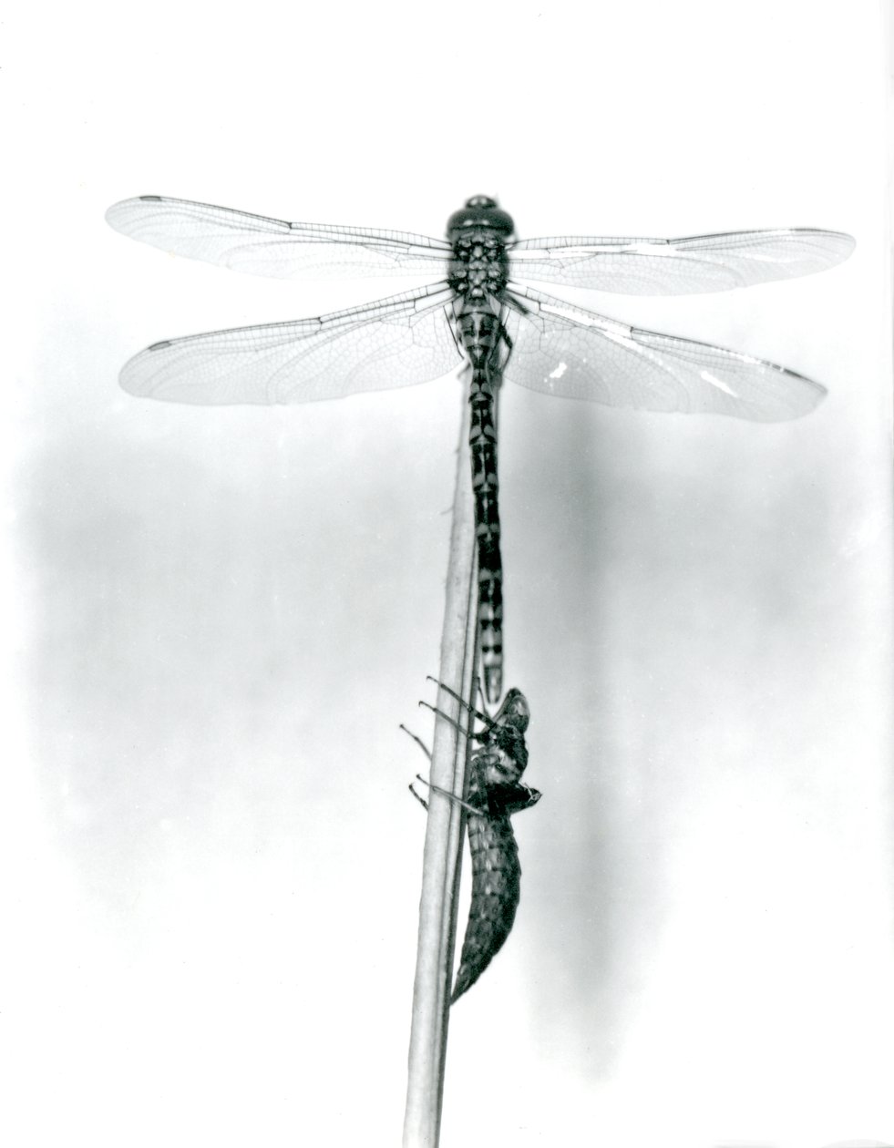 Una libélula de anillo dorado recién emergida seca sus alas mientras descansa sobre un junco por encima de su caparazón larval vacío, o exuvia, Zoológico de Londres, 1925 de Frederick William Bond