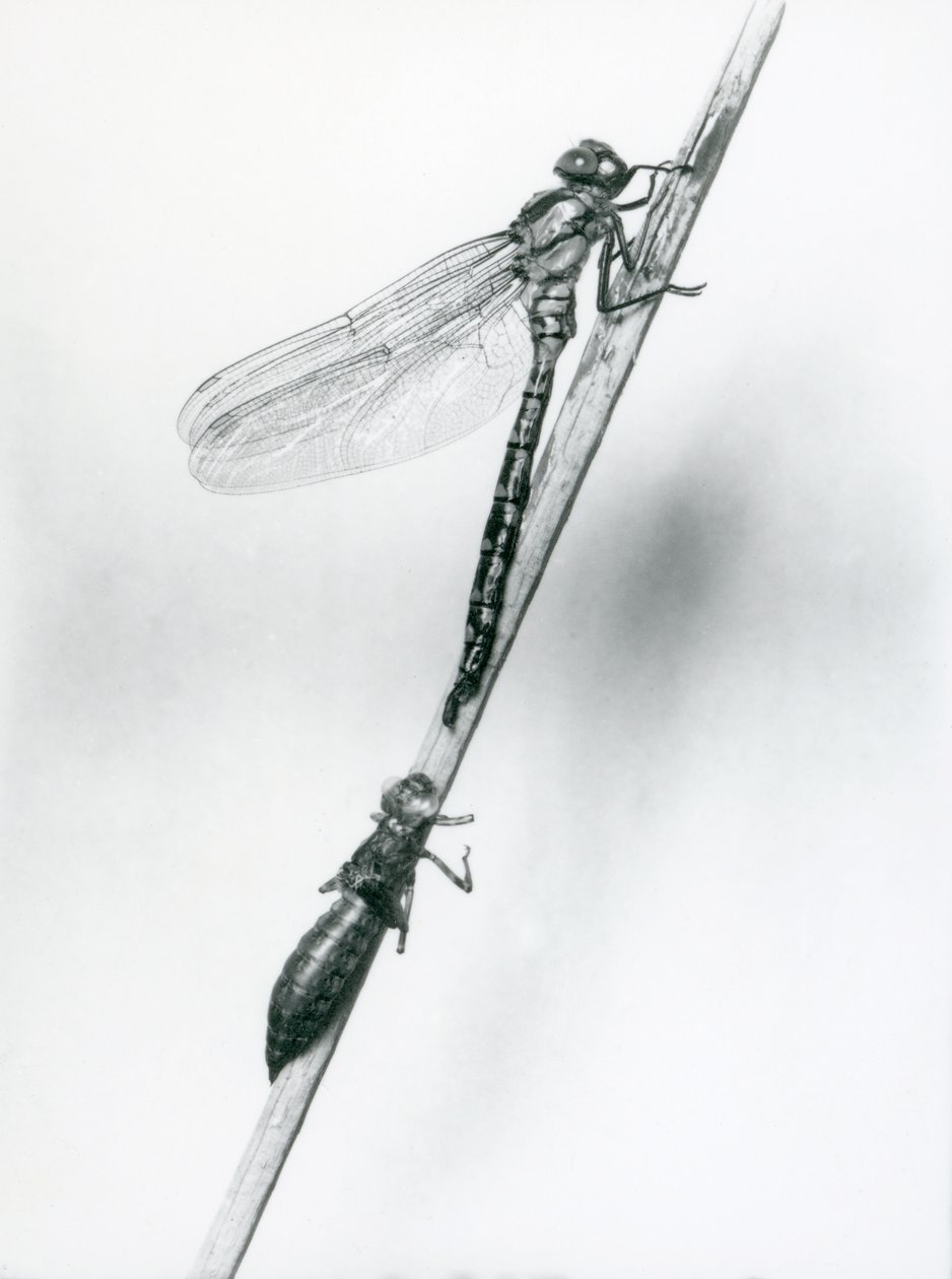 Una libélula de anillo dorado recién emergida descansa sobre un junco por encima de su caparazón larval vacío, o exuvia, Zoológico de Londres, 1925 de Frederick William Bond