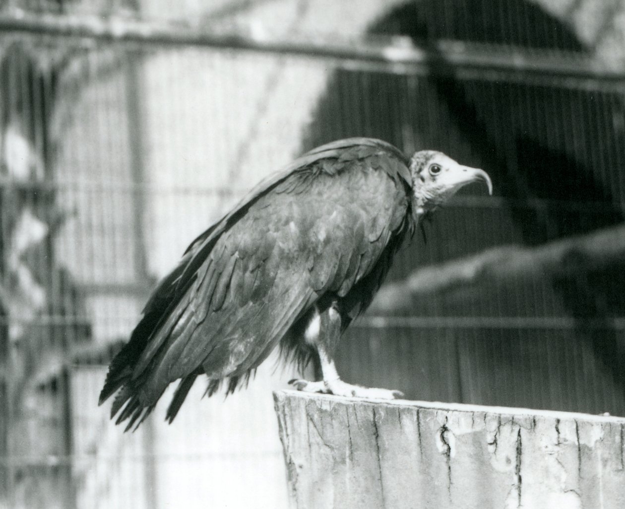 Un buitre encapuchado ahora en peligro crítico de extinción de pie en un tronco, Zoológico de Londres, septiembre de 1925 de Frederick William Bond