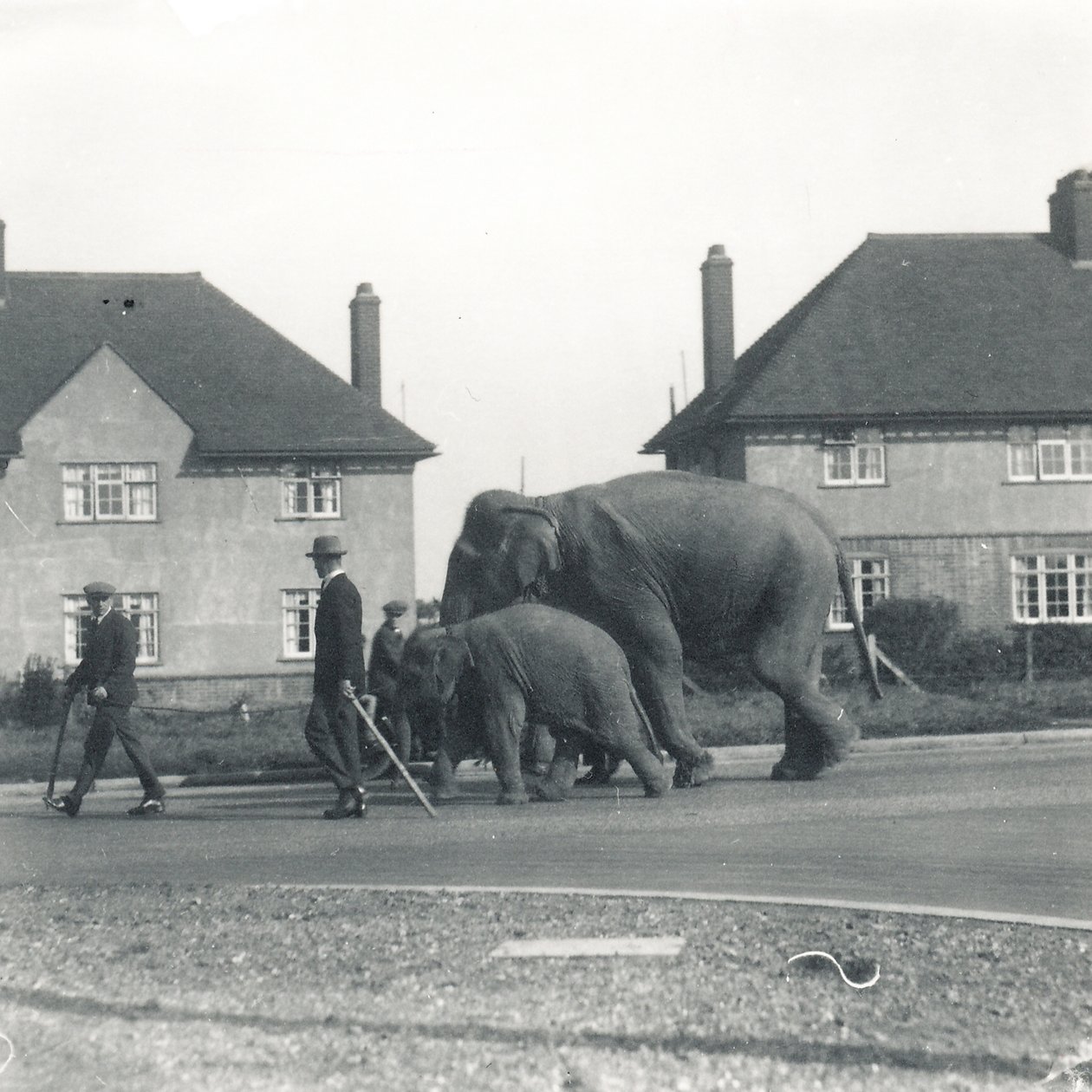 Un par de elefantes indios caminando de Tilbury a ZSL Whipsnade de Frederick William Bond