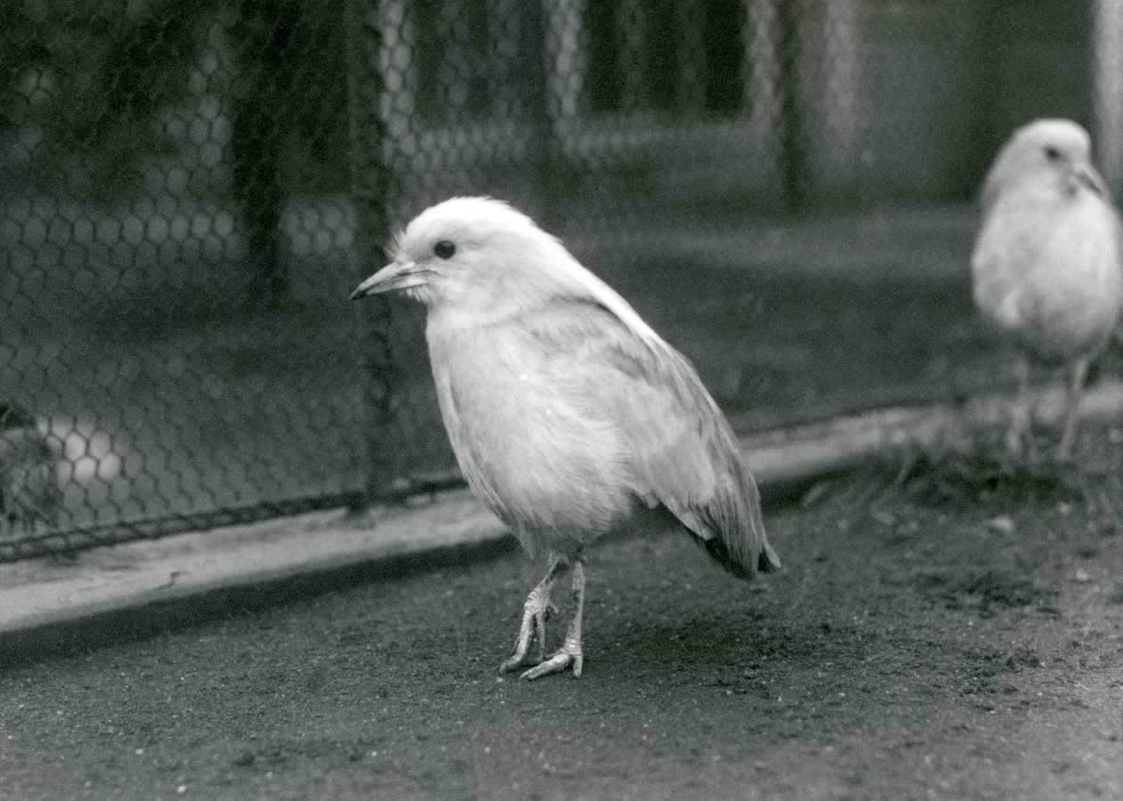 Un par de kagus, o cagous, de pie en el suelo de su recinto en el zoológico de Londres, 1927 de Frederick William Bond