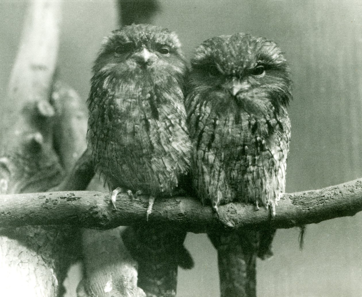 Un Par de Tawny Frogmouths Sentados en una Rama en el Zoológico de Londres en 1924 de Frederick William Bond