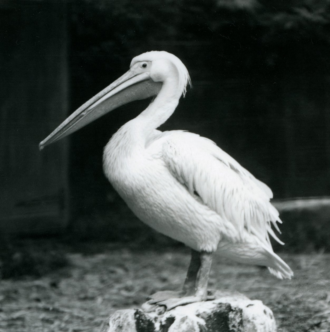 Un pelícano sobre un tocón en el Zoológico de Londres, septiembre de 1925 de Frederick William Bond