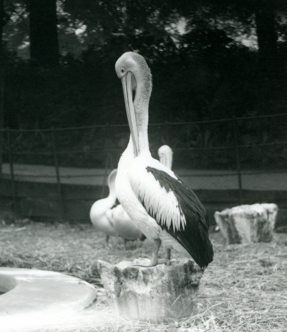Un pelícano, de pie en un tocón de árbol, acicalándose el cuello en el Zoológico de Londres en septiembre de 1925 de Frederick William Bond