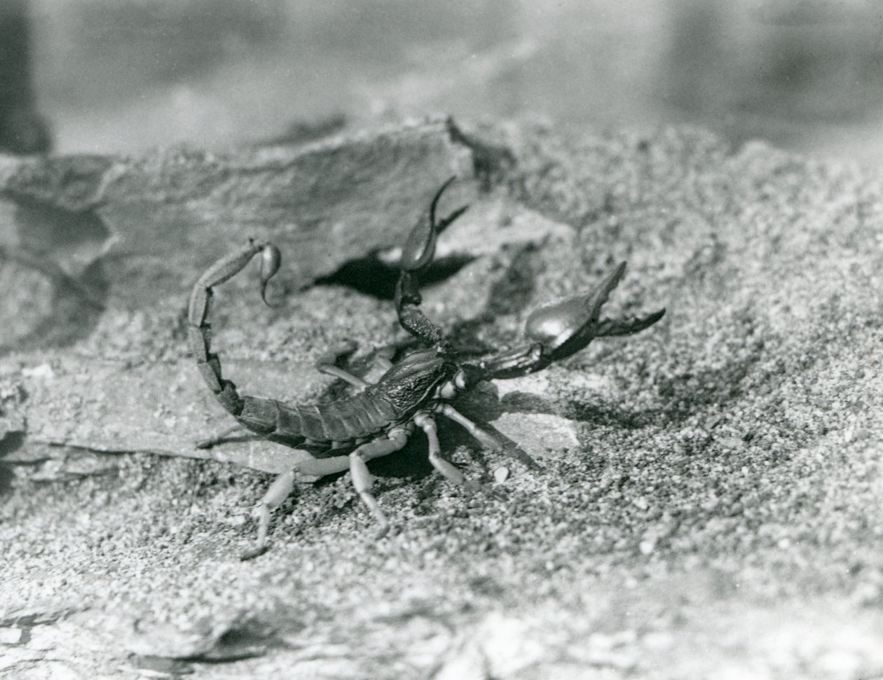 Un escorpión en el Zoológico de Londres en 1929 (foto en blanco y negro) de Frederick William Bond