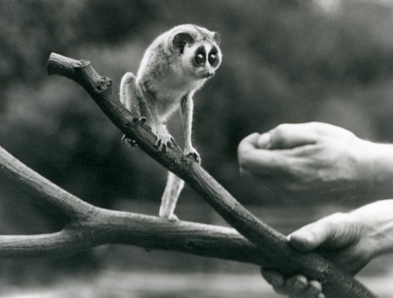 Un loris delgado de pie en una rama sostenida por un cuidador, Zoológico de Londres, agosto de 1926 de Frederick William Bond