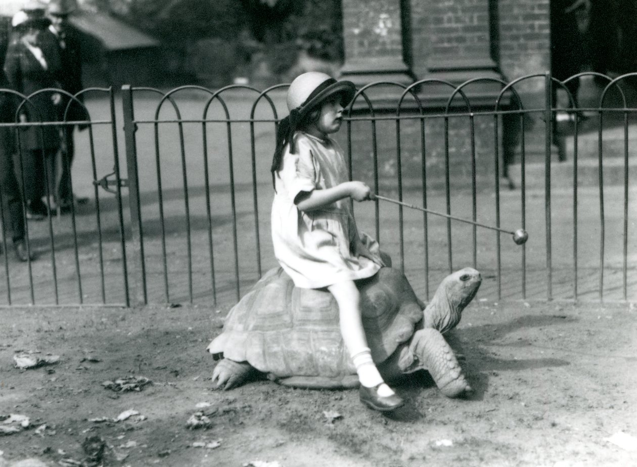 Una niña pequeña, Betty, sostiene un palo con una manzana en el extremo para guiar a la tortuga gigante que está montando, Zoológico de Londres, 1924 de Frederick William Bond