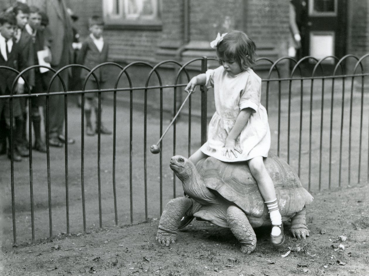 Una niña pequeña, Betty, sostiene un palo con una manzana en la punta para guiar a la tortuga gigante que está montando, Zoológico de Londres, 1924 de Frederick William Bond